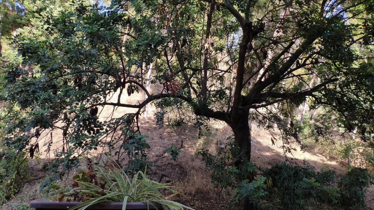 Fabulosa Casa Del Arbol マラガ エクステリア 写真
